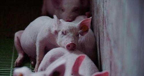 猪猪吃的什么瓜,探寻猪猪钟爱的瓜类美食 第3张 猪猪吃的什么瓜,探寻猪猪钟爱的瓜类美食 第3张