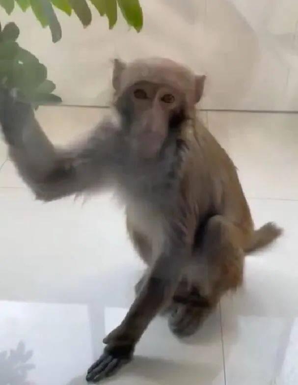 吃瓜群众是猴子,猴子的趣味观察  第3张
