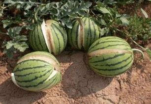 类似于吃瓜网,那些你不知道的内幕故事 第3张 类似于吃瓜网,那些你不知道的内幕故事 第3张