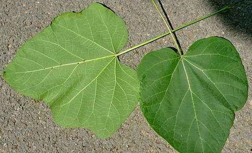 毛瓜叶怎么吃,探索健康美味的绿色新宠  第3张