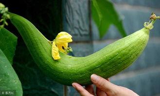 吃瓜特别潮流怎么形容,揭秘网络热点的幕后故事  第2张