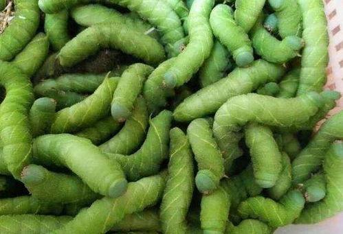 豆瓣成都mc吃瓜,揭秘网络红人的幕后故事