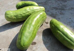 吃脆脆瓜,夏日消暑新宠