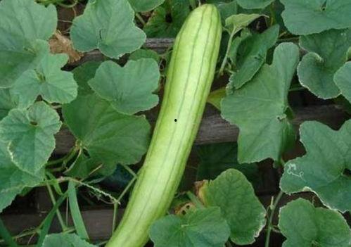 吃脆脆瓜,夏日消暑新宠 第3张 吃脆脆瓜,夏日消暑新宠 第3张