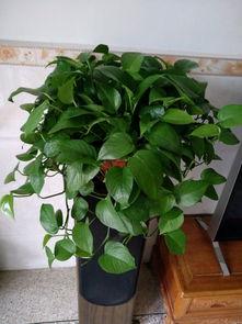 绿萝吃小瓜,植物界的“小瓜美食家” 第2张 绿萝吃小瓜,植物界的“小瓜美食家” 第2张