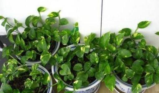 绿萝吃小瓜,植物界的“小瓜美食家” 第3张 绿萝吃小瓜,植物界的“小瓜美食家” 第3张