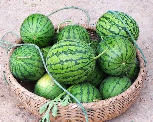 带你吃瓜北方,带你领略北方独特“吃瓜”文化  第2张