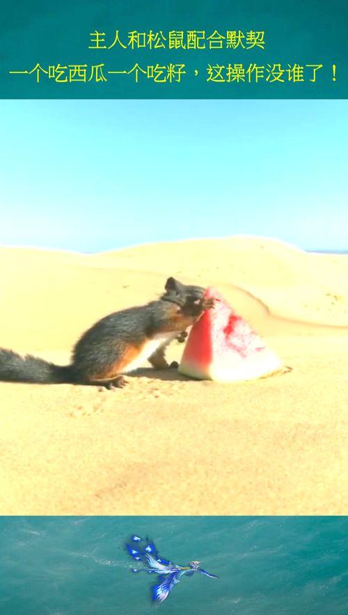 松鼠喂你吃瓜,温馨一幕见证自然和谐