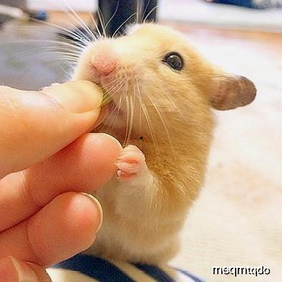 松鼠喂你吃瓜,温馨一幕见证自然和谐 第2张 松鼠喂你吃瓜,温馨一幕见证自然和谐 第2张