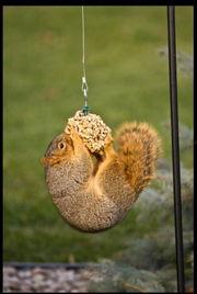 松鼠喂你吃瓜,温馨一幕见证自然和谐 第3张 松鼠喂你吃瓜,温馨一幕见证自然和谐 第3张