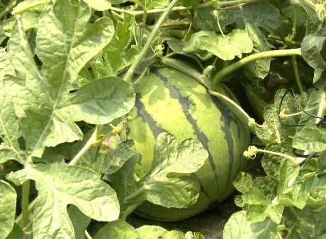 土豆君吃瓜,揭秘娱乐圈那些不为人知的幕后故事  第3张