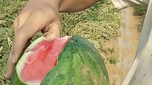 扒皮瓜如何切片吃,轻松解锁美味新境界