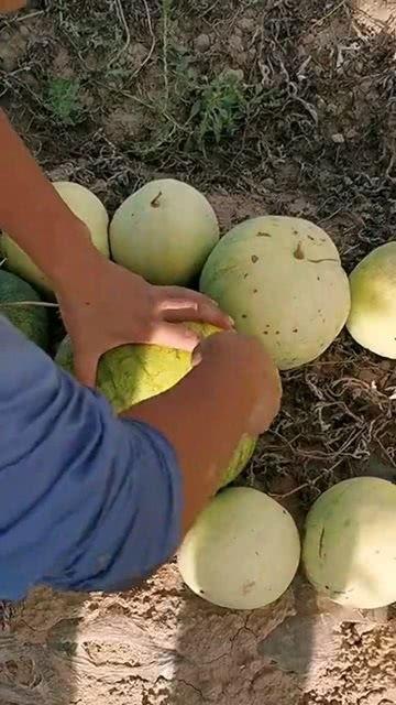 吃平常人的瓜,跟随大众脚步,品尝人间烟火 第2张 吃平常人的瓜,跟随大众脚步,品尝人间烟火 第2张