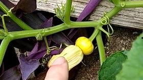 筷子和花花吃瓜,花花与筷子的美食奇遇记 第2张 筷子和花花吃瓜,花花与筷子的美食奇遇记 第2张