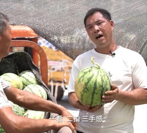 吃瓜界的,一场全民参与的娱乐盛宴  第3张