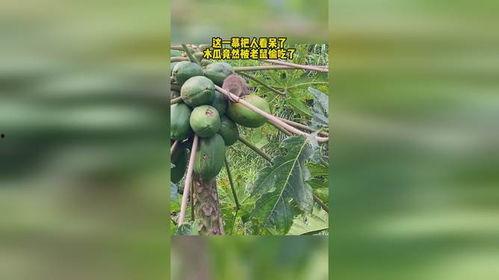 老鼠瓜的心可以吃吗,能否食用之谜揭秘 第3张 老鼠瓜的心可以吃吗,能否食用之谜揭秘 第3张