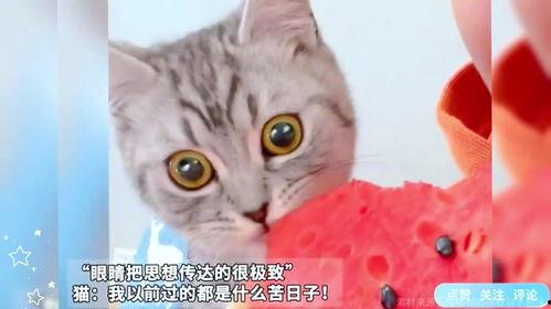吃瓜的猫猫咪,揭秘宠物界的“吃瓜群众”  第3张