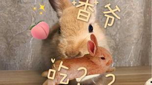 吃瓜兔兔,揭秘娱乐圈那些不为人知的幕后故事  第3张