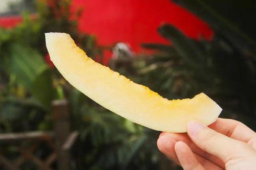 宝丰吃瓜死人,一场意外引发的生死争议 第3张 宝丰吃瓜死人,一场意外引发的生死争议 第3张