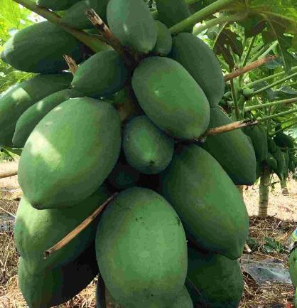 吃色瓜群头像,探寻色彩斑斓的“吃色瓜”群头像背后的故事  第3张