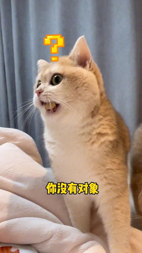猫吃瓜搞笑,萌态百出！  第2张