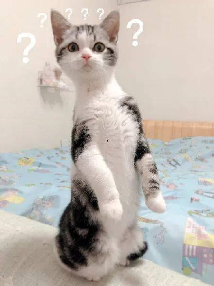 猫吃瓜搞笑,萌态百出！  第3张