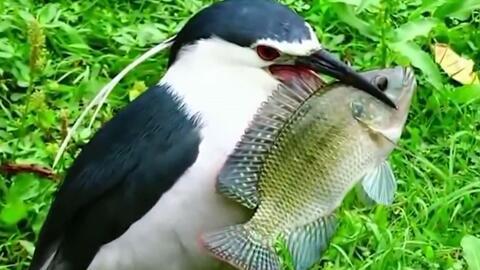 瓜哥吃瓜鸟鱼,一场别开生面的美食盛宴  第2张