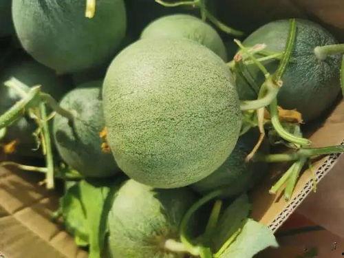 时团瓜在哪吃,揭秘最佳品尝地 第2张 时团瓜在哪吃,揭秘最佳品尝地 第2张