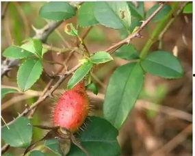 金佛手瓜怎样吃才止咳,家常食用法大揭秘 第2张 金佛手瓜怎样吃才止咳,家常食用法大揭秘 第2张