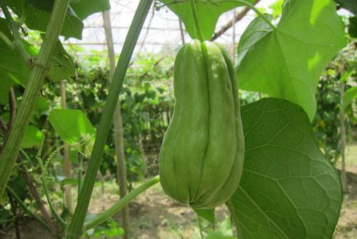 金佛手瓜怎样吃才止咳,家常食用法大揭秘 第3张 金佛手瓜怎样吃才止咳,家常食用法大揭秘 第3张