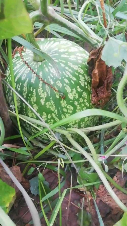 看瓜是什么瓜可以吃吗,这些瓜果竟可食用 第2张 看瓜是什么瓜可以吃吗,这些瓜果竟可食用 第2张