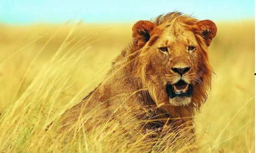 狮子女找你吃瓜,揭秘她们的社交趣味与热点追踪