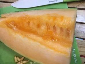 伽师瓜吃 第3张 伽师瓜吃 第3张