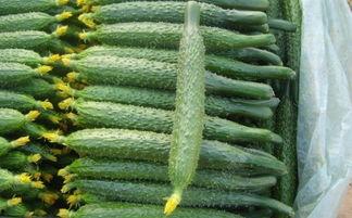 吃瓜孑有什么坏处,过度“吃瓜”可能带来的负面影响解析  第3张