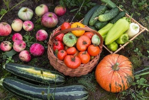 吃瓜多了补充什么,揭秘娱乐圈背后的真相与秘密