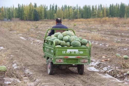 吃瓜的群众彩蛋,揭秘吃瓜群众背后的彩蛋世界  第2张