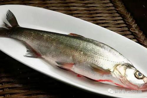 梦见捞鱼摘瓜吃,捞鱼摘瓜，尽享丰收喜悦