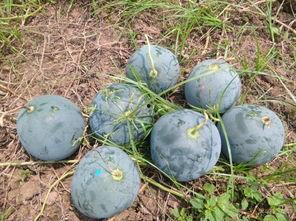 壶关县吃瓜,探寻当地特色美食之旅 第2张 壶关县吃瓜,探寻当地特色美食之旅 第2张