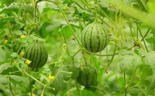 烈日炎吃瓜视频