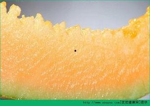 哈密瓜白怎么吃,解锁夏日清新口感新境界 第2张 哈密瓜白怎么吃,解锁夏日清新口感新境界 第2张