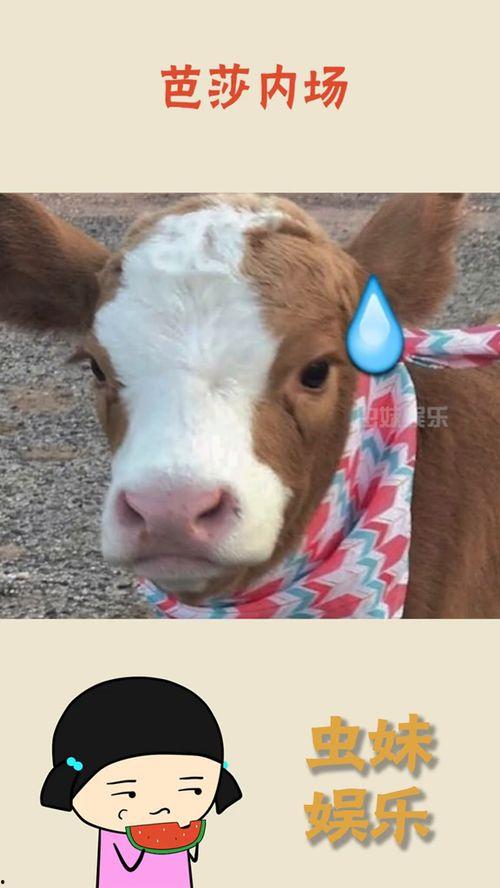 庄河吃瓜抖音,抖音带你领略当地特色美食文化