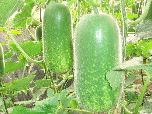 wwx吃瓜,一场全民参与的虚拟狂欢  第3张