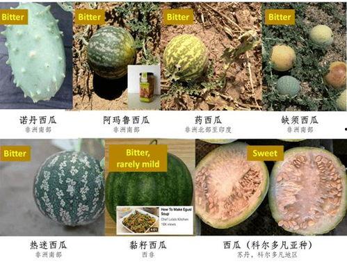 如何成为合格吃瓜,揭秘如何成为合格的吃瓜群众 第2张 如何成为合格吃瓜,揭秘如何成为合格的吃瓜群众 第2张