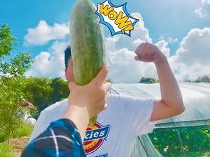 吃瓜知名网红,揭秘吃瓜网红背后的故事 第3张 吃瓜知名网红,揭秘吃瓜网红背后的故事 第3张