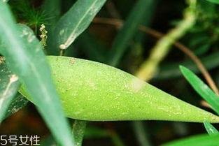 夏天吃梢瓜功效,梢瓜的神奇功效