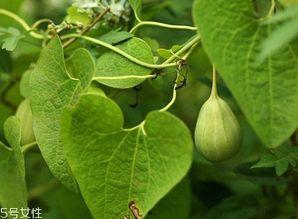 夏天吃梢瓜功效,梢瓜的神奇功效 第2张 夏天吃梢瓜功效,梢瓜的神奇功效 第2张