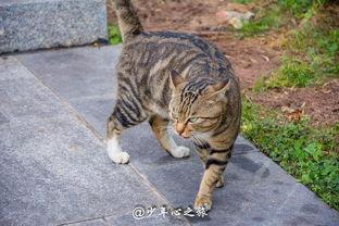 猫子打架路人吃瓜