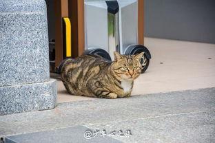 猫子打架路人吃瓜 第2张 猫子打架路人吃瓜 第2张