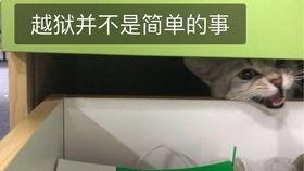 猫子打架路人吃瓜 第3张 猫子打架路人吃瓜 第3张