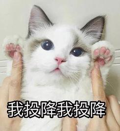 可爱猫咪吃瓜头像,可爱猫咪吃瓜头像大揭秘